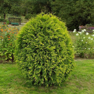 туя западная вагнери / thuja occ. wagneri