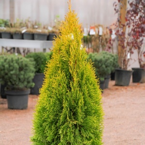 туя западная голден смарагд / thuja occidentalis golden smaragd