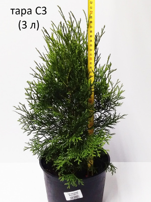 _туя западная смарагд / thuja occidentalis smaragd