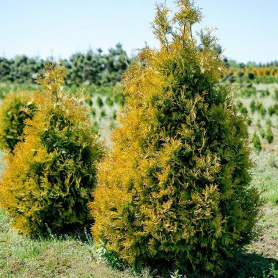туя западная  санкист / thuja occ. sunkist