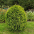 Туя западная Вагнери / Thuja occ. Wagneri туя западная вагнери / thuja occ. wagneri