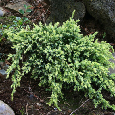 можжевельник чешуйчатый холгер / juniperus squamata holger