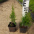 _Туя западная Смарагд / Thuja occidentalis Smaragd _туя западная смарагд / thuja occidentalis smaragd