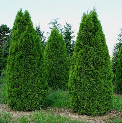 _туя западная смарагд / thuja occidentalis smaragd