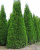 Туя западная Колумна / Thuja occ. Cоlumna туя западная колумна / thuja occ. cоlumna