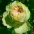Роза Лавли Грин (Lovely Green) флорибунда роза лавли грин (lovely green) флорибунда