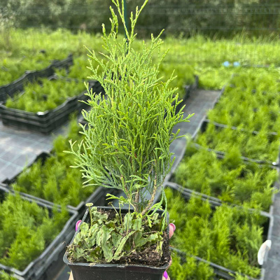 _туя западная смарагд / thuja occidentalis smaragd