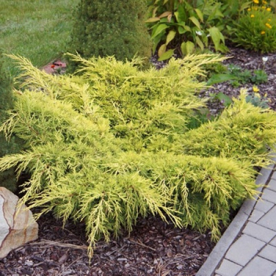 можжевельник средний old gold / juniperus pfitzeriana old gold