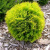 Туя западная Мириам / Thuja occ. Mirjam туя западная мириам / thuja occ. mirjam