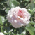 Роза Бременские Музыканты (Bremer Stadtmusikanten) шраб роза бременские музыканты (bremer stadtmusikanten) шраб