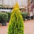 туя западная голден смарагд / thuja occidentalis golden smaragd