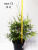 Туя западная Брабант / Thuja occidentalis Brabant туя западная брабант / thuja occidentalis brabant