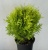Туя западная Даника Ауреа / Thuja occidentalis Danica Aurea туя западная даника ауреа / thuja occidentalis danica aurea