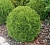 туя западная даника / thuja occidentalis danica